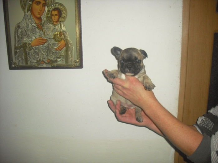 CIMG7932 - Bulldog francez