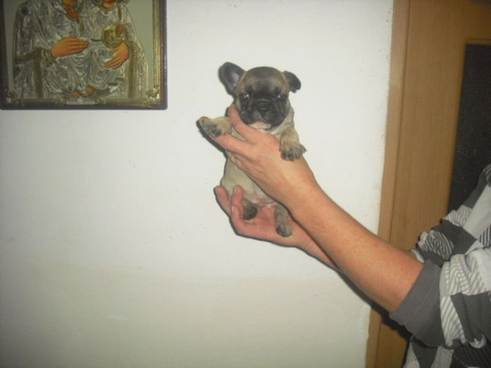 CIMG7933 - Bulldog francez