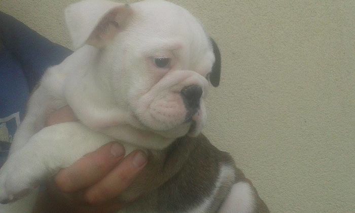 fetita (5) - Bulldog englez