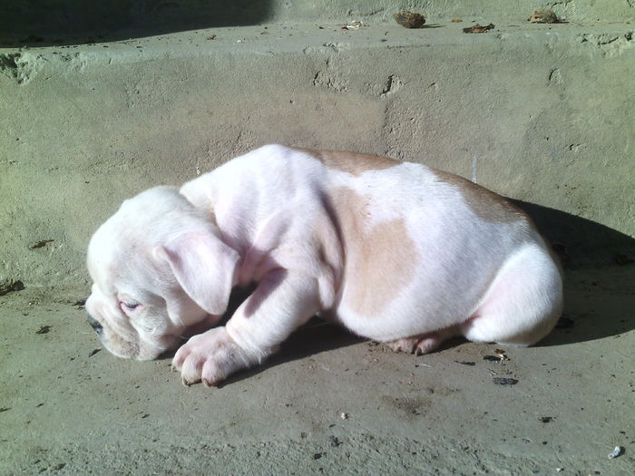 IMG_20141028_131552 - Bulldog englez