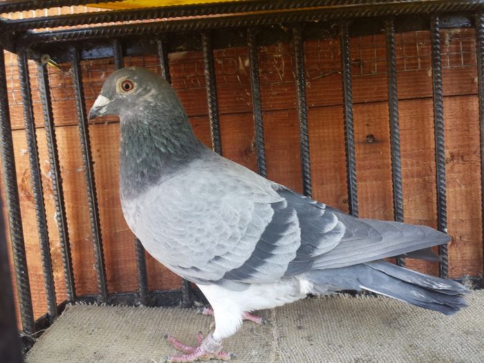 20151117_120925 - E-Amintiri