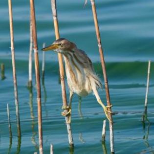 66160_98320f2845e13770be3eb190a80e977d_mdsq - BIRDS