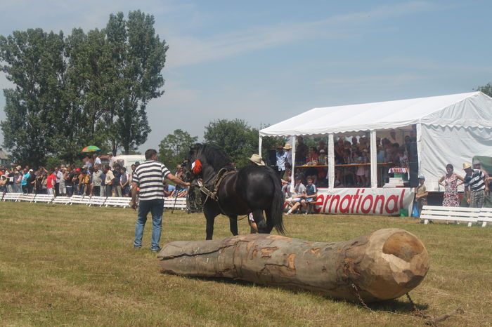 IMG_6471 - ARMASARI