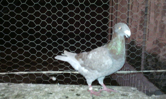vindut