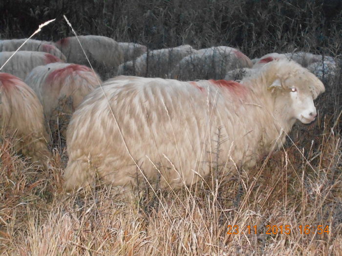 Picture 1408 - Turcana-Alba 2015
