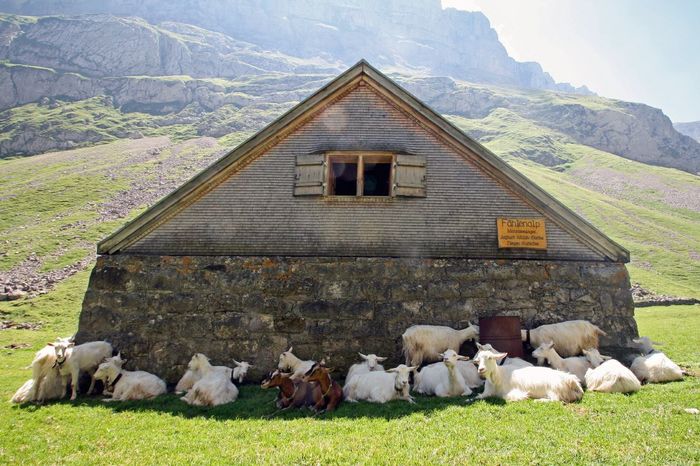 Alpine si Appenzeller la umbra - RASE DE OI SI CAPRE-POZE DEOSEBITE 9