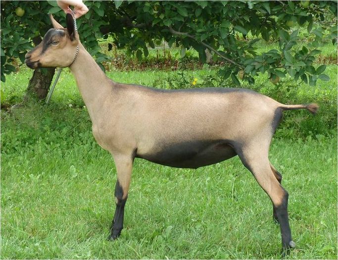 Rasa Oberhasli -544 - RASE DE OI SI CAPRE-POZE DEOSEBITE 9