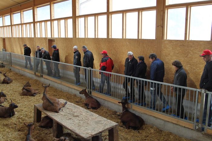 Alpinele  la ferma-4