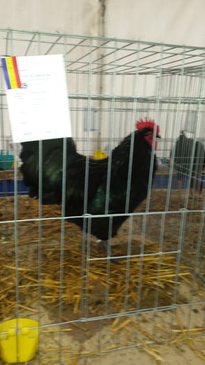 20151122_133605 - COCOS AUSTRALORP NEGRU CAMPION LA EXPO CLUJ 2015