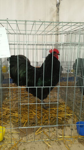 20151122_133549 - COCOS AUSTRALORP NEGRU CAMPION LA EXPO CLUJ 2015