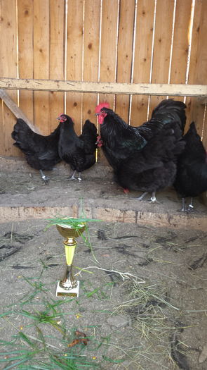 20151123_150055 - COCOS AUSTRALORP NEGRU CAMPION LA EXPO CLUJ 2015