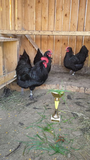 20151123_150151 - COCOS AUSTRALORP NEGRU CAMPION LA EXPO CLUJ 2015