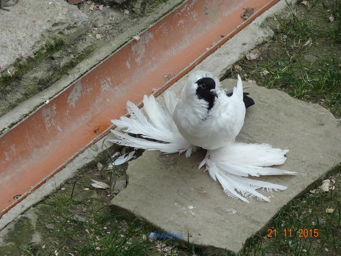 DSC07132
