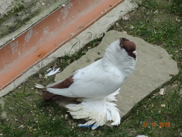 DSC07136