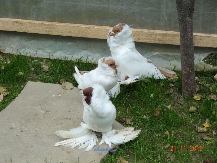 DSC07175