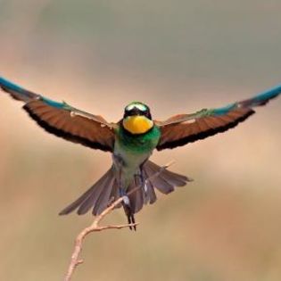 66673_a083db873ad5c9209f3881b138cd5488_mdsq - BIRDS