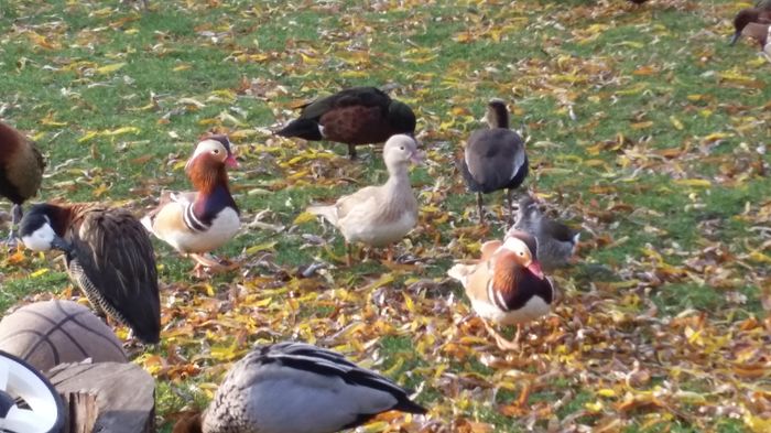 Galbene - rata mandarin