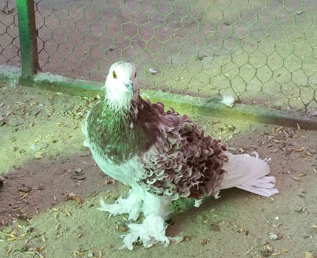 masc.2014 Caracal Jud.Olt.