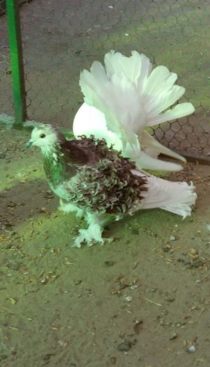 fem 2014 Caracal jud Olt