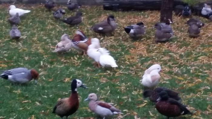 Albe si galbene - rata mandarin