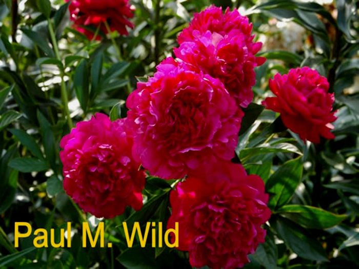 PAUL M WILD (2)