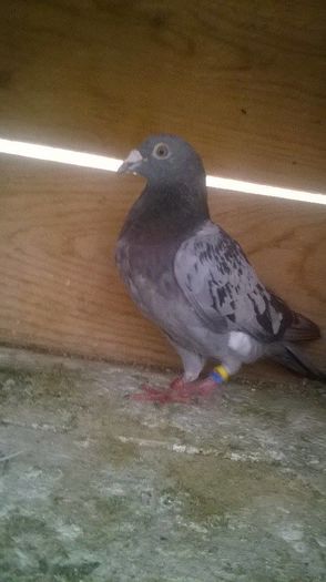 Pl10M-50 lei-vandut-Tarhoaca C.Ianca Br