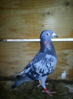 Pl09F-70 lei-vandut-Tarhoaca C.Ianca Br