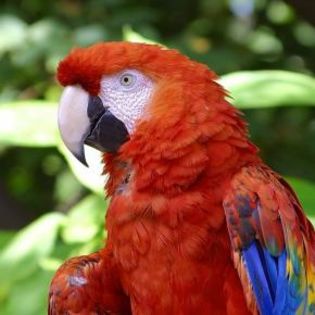 66689_b14dbf415893b064e0bffb04a97855e4_mdsq - BIRDS