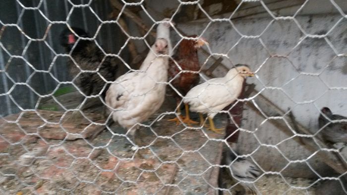 ARAUCANA SI BRAHMA