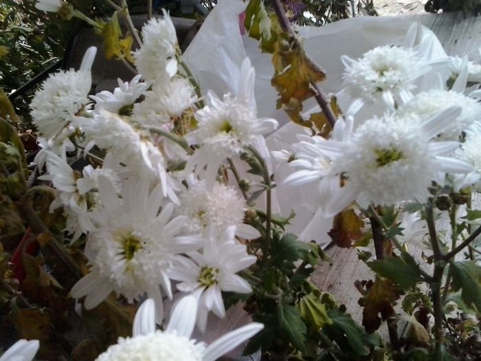 eleonora snow - Crizanteme 2015