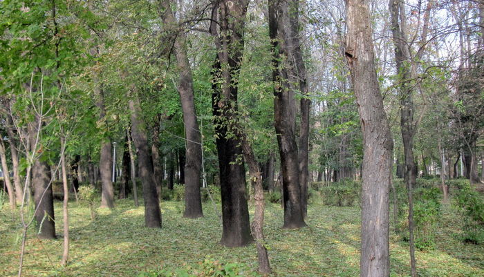 COPOUL PARC