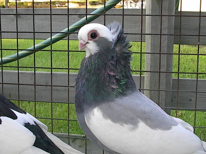 Komorner Tumbler Pigeon 5