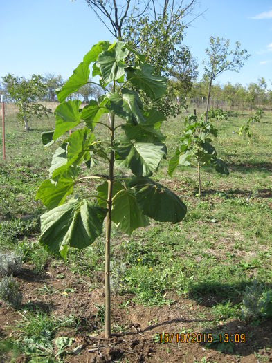 Picture 4875 - Paulownia Tomentosa 2014-2016