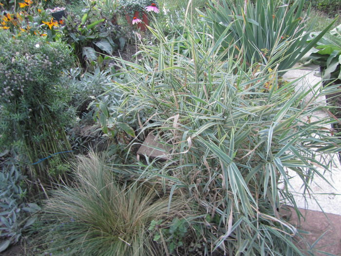 Iarba decorativa (2)