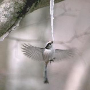 66888_7e7417c1915da5814de20b98d9f3ceaa_mdsq - BIRDS