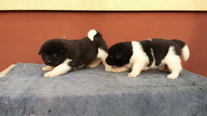 988840_736668889757882_5104397757186425112_n