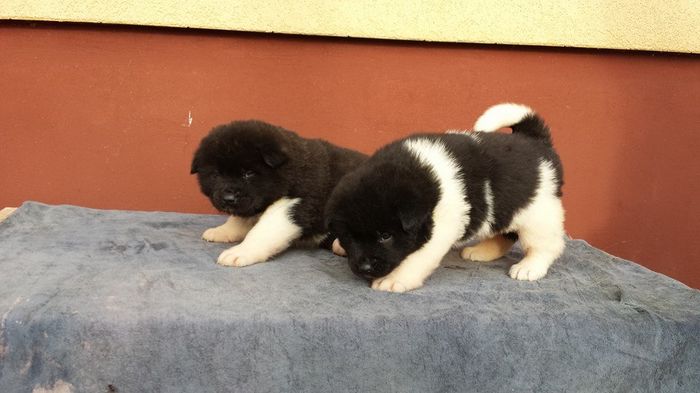 1507547_736668939757877_3646478095803289624_n - Akita american