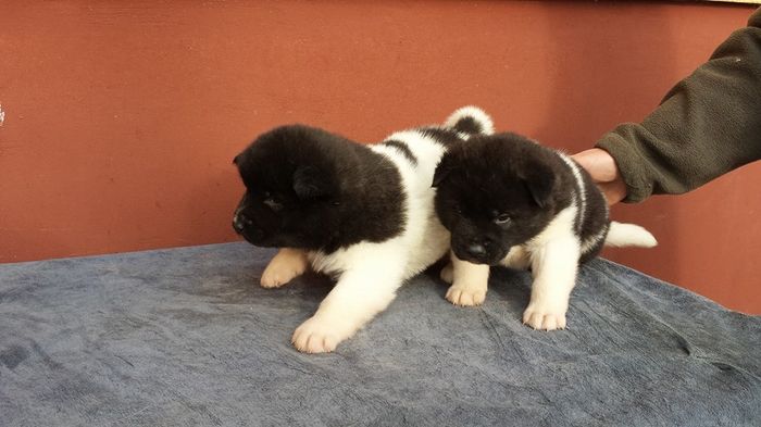 10410123_736668973091207_892598770404609080_n