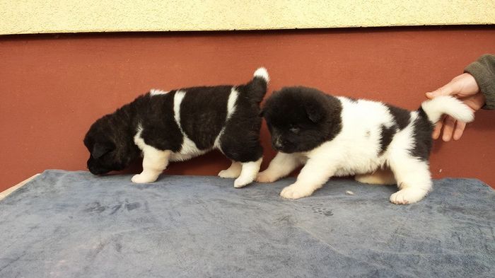 10411297_736668956424542_8620895825498962143_n