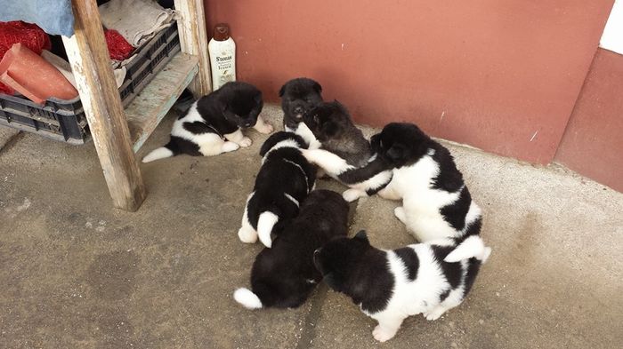 1555369_736668906424547_7709787973553284349_n