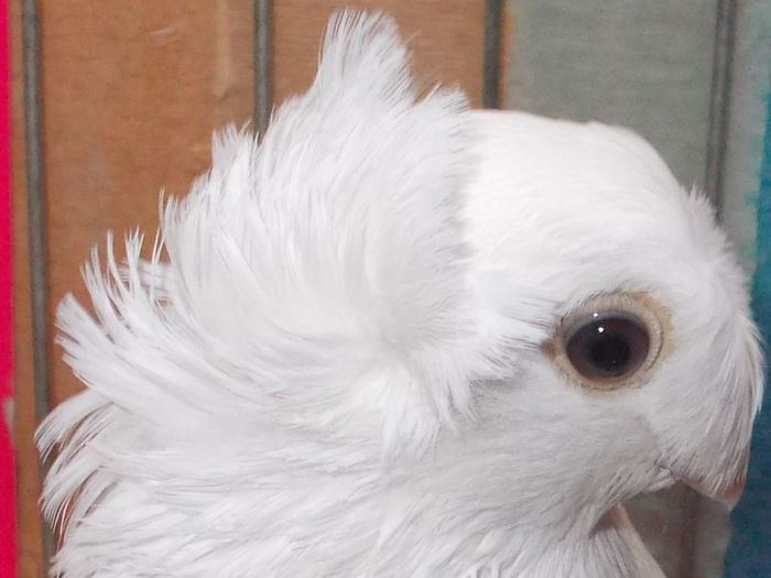 Campion Nat. Sannicolau Mare 2013; Bunic 949-11, Camp. National Brasov Ianuarie 2012. Provine de la Mihali Ioan, Lugoj.Serie inel3320-13
