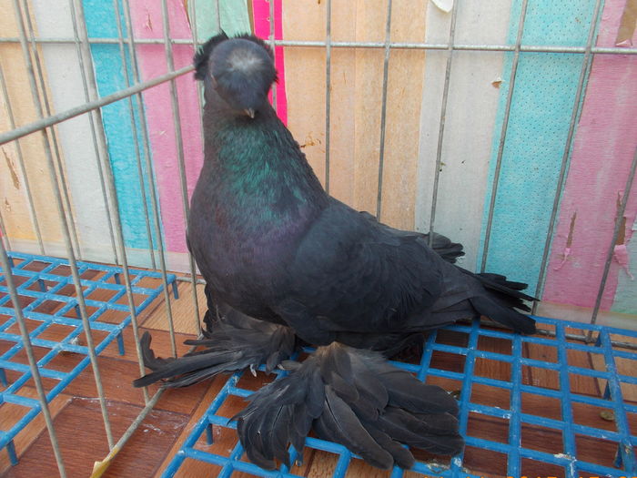 Mascul fara inel; Provine de la CristianN, Galati.
