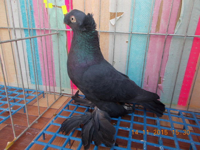 Mascul fara inel; Provine de la CristianN, Galati.
