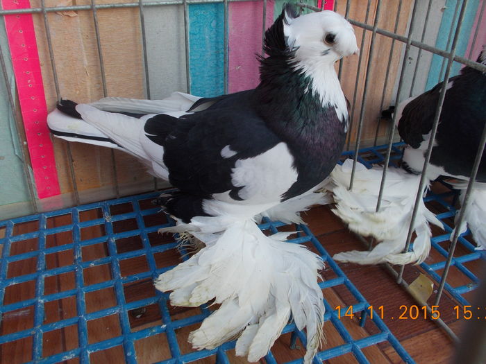 Femela C372-14; Pasari prezentate D-lui. Prof. Dragomir cu ocazia Expo. Nationala de Club Jucatori Botosani, Brasov 2014. Apreciate cu superlative de dinsul.
