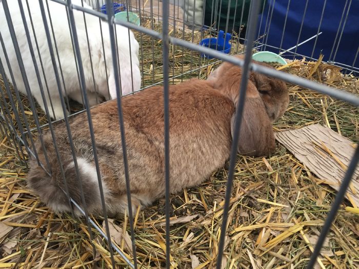 IMG_0186 - Expo-Napoca 22-11-2015