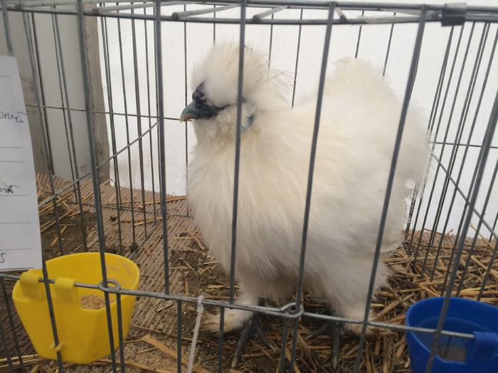 IMG_0187 - Expo-Napoca 22-11-2015