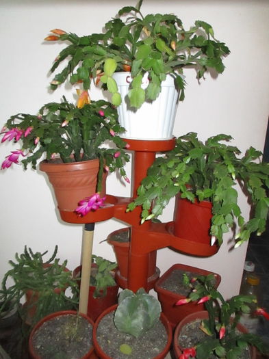 IMG_0085 - Florile mele noiembrie 2015