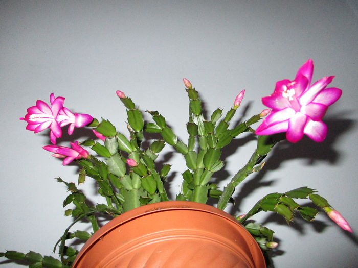 IMG_0068 - Florile mele noiembrie 2015