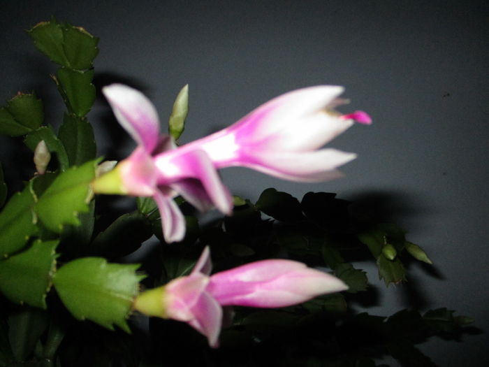 IMG_0071 - Florile mele noiembrie 2015