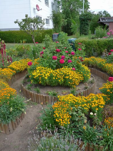 P1720460 - Craite - Tagetes